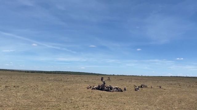 Семья гиен в окружении конкурентов.Сафари в "Масаи Мара".Кения.Африка.Январь2022 смотреть онлайн