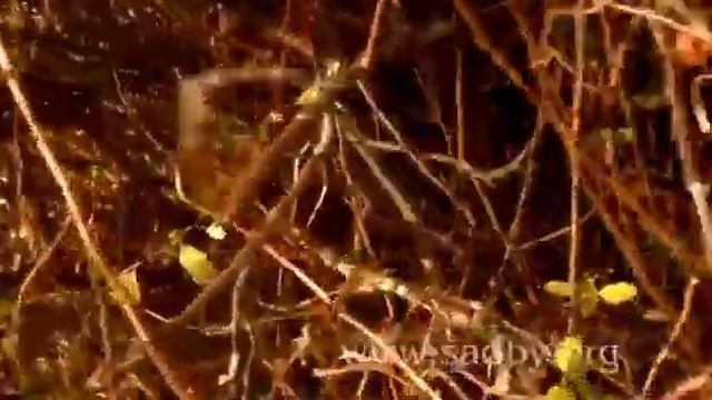 Айва японская. Обрезка и формирование куста. Уроки Николая Рабушко. Обрезка кустарников. смотреть онлайн