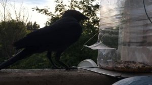 Черная ворона