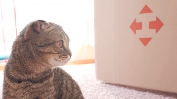 Strange day CAT vs HUGE box