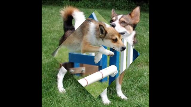 The Norwegian Lundehund!!!