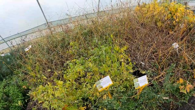 Питомник растений Дерева (Краснодар, Здравое) смотреть онлайн