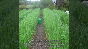 Яблоня Останкино (колоновидная)
