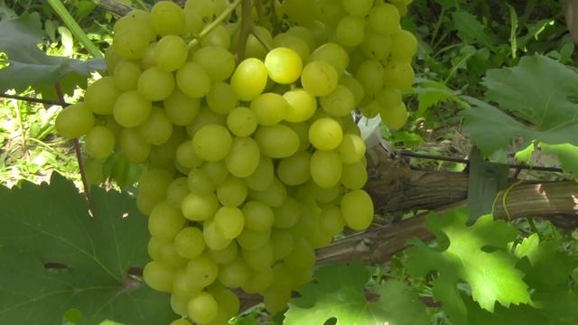 @Виноград Цимус. Кишмиш. Цитронно-мускатный вкус#shorts смотреть онлайн