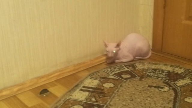 Донской сфинкс пытается познакомиться смотреть онлайн