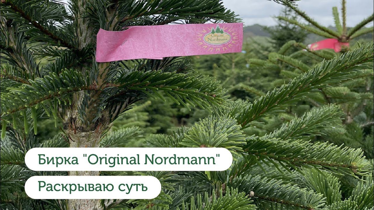 Пихта Нордмана. Original Nordmann. Честно о бирках.