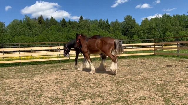 Шайры. Жеребчик и кобылка. +79206244177 продажа смотреть онлайн