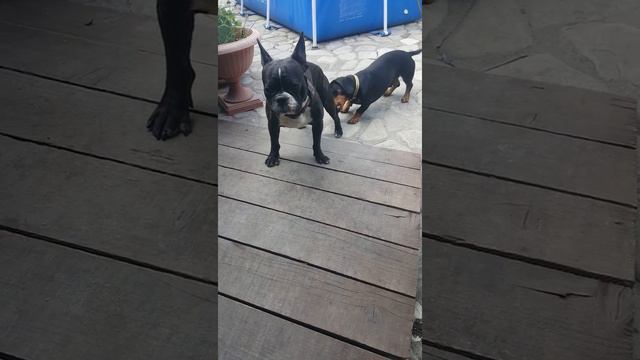 Первое знакомство наших кобелей. смотреть онлайн