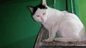 ШЛАКОЗАЛИВНАЯ СТЕНА, УКРЕПЛЕНИЕ БЕТОНОКОНТАКТОМ И ГРУНТОВКОЙ ПОД ДАЛЬНЕЮШУЮ ШТУКАТУРКУ.