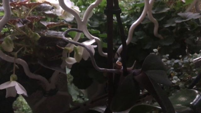 ВЛОГ#89: новости про мой сад на окне, новый свадебный альбом и немного котиков смотреть онлайн