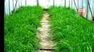 ВСЕГДА СЕЮ ЭТИ СИДЕРАТЫ В ТЕПЛИЦУ ОСЕНЬЮ.ЗАМЕНА НАВОЗА,ОБЕЗЗАРАЖИВАНИЕ  ПОЧВЫ, ЗАЩИТА ОТ ВРЕДИТЕЛЕЙ