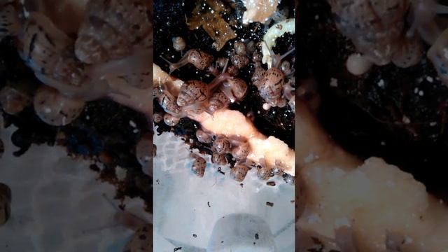 Ахатинские улитки смотреть онлайн