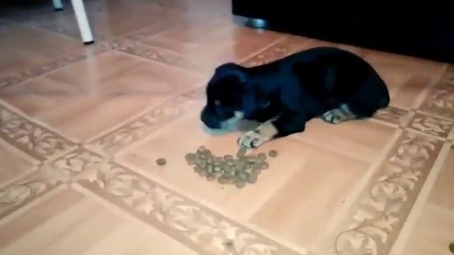 Щенки той терьера кушают корм / Puppies toy Terrier eating food смотреть онлайн
