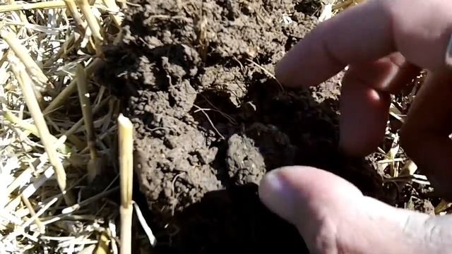 Minelab Equinox 800 & Explorer SE on stubble field detecting смотреть онлайн