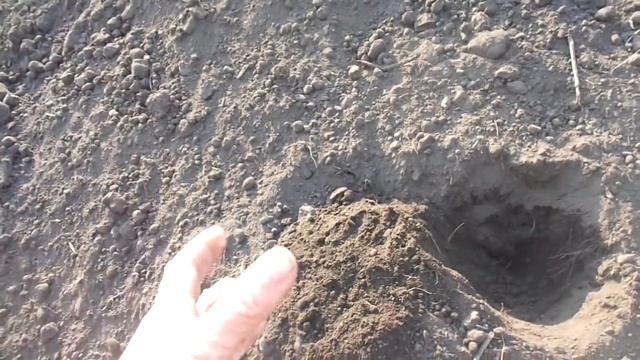 ЧЕРНОЗЕМ - ЭТО БОГАТЫЙ УРОЖАЙ! Ольга Чернова. смотреть онлайн