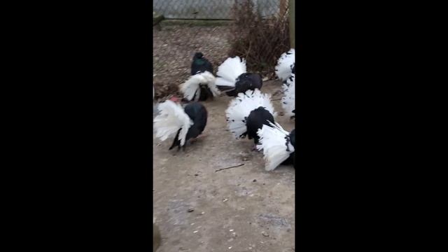 Голуби павлины зима 2023 г. смотреть онлайн