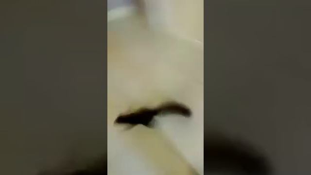 Белочка в общежитии смотреть онлайн
