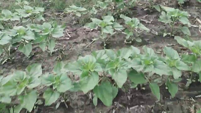 Мтз 892.2 на прополке!! Мтз с балочным мостом в работе!!