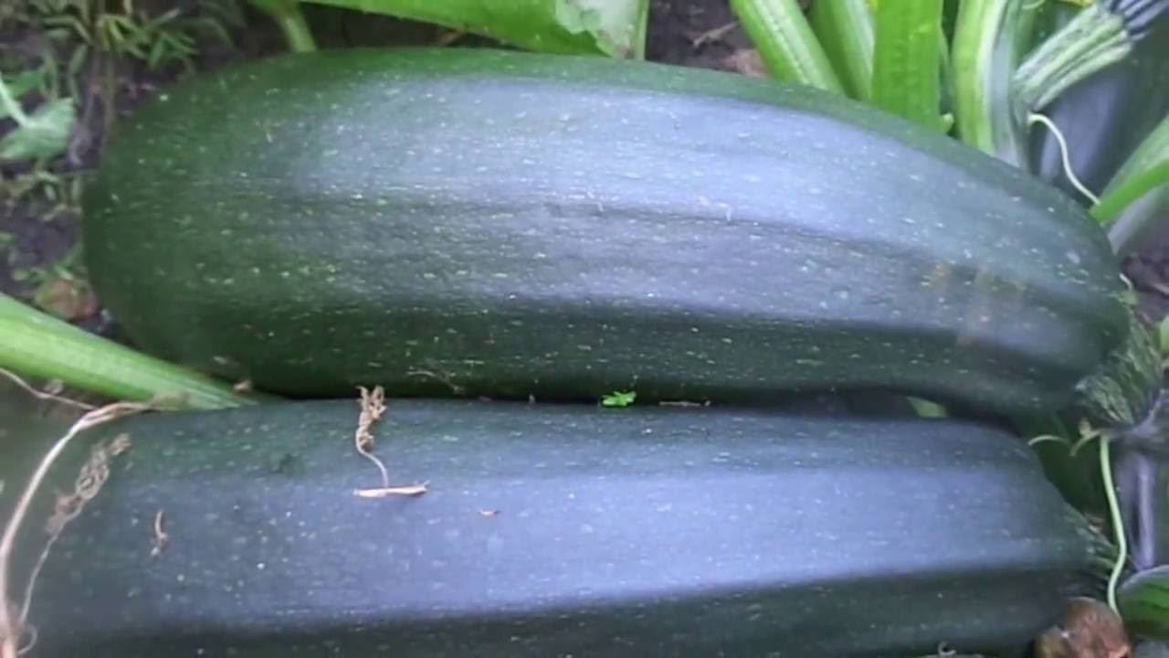 Кабачки и Патиссоны - Выращивание и Уход на Приусадебном Участке. смотреть онлайн