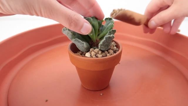 Trasplante Adromischus Cristatus