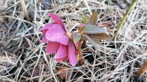 + Морозник восточный сорта 'Дабл Элен Ред' - первое цветение в нашем саду в апреле 2024.mp4