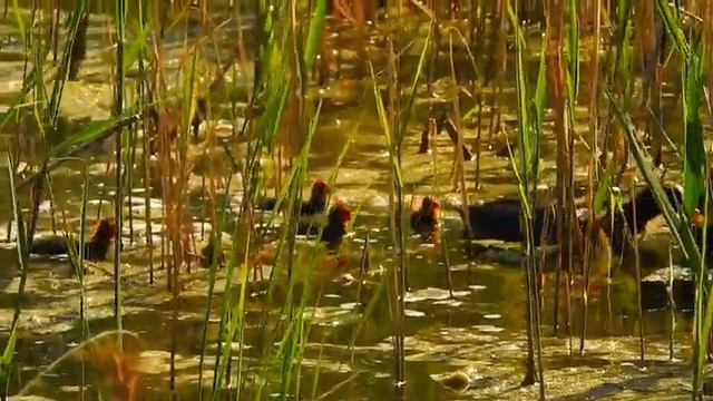 Семейство лысухи.На озере. смотреть онлайн