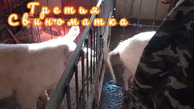 Профилактика свиноматок смотреть онлайн