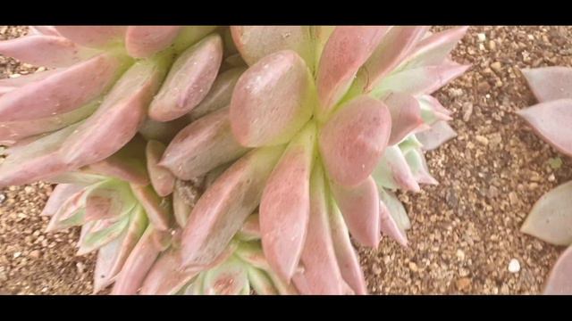 다육판매 솜리엄대품판매 010 4499 2456 3만이상친환경다육영양제써비스 5만이상무료배송.제주 산간지방택비추가 주문은 문자로주세요 смотреть онлайн