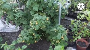 Малина ремонтантная Альт Голд.