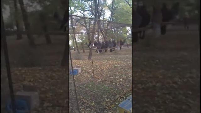 Мелитополь. Выставка птиц 2018 смотреть онлайн