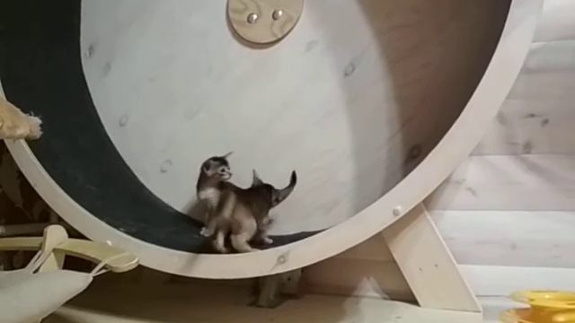 Абиссинские котята в беговом колесе смотреть онлайн