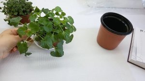 Где купить кампанулу?