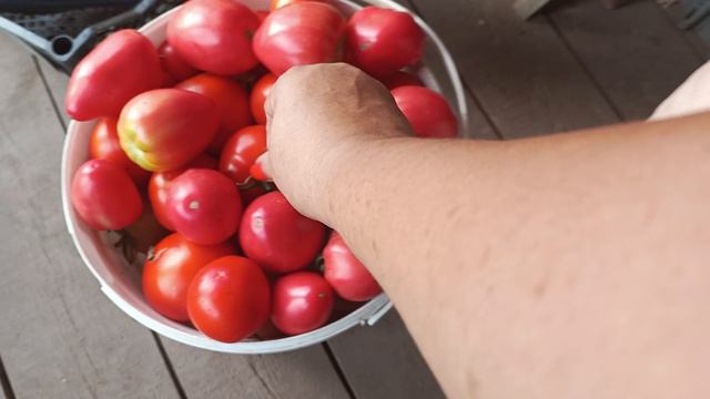 Заготовка зелени, собрали помидоры🍅🍅🍅 смотреть онлайн
