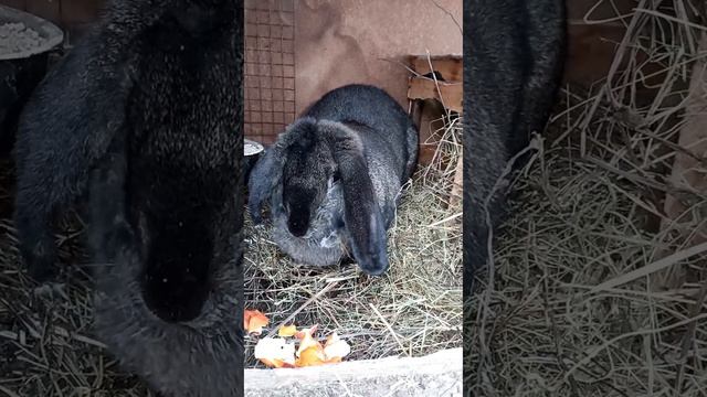 Крольчата января?Работа над ошибками. Что делать дальше? смотреть онлайн