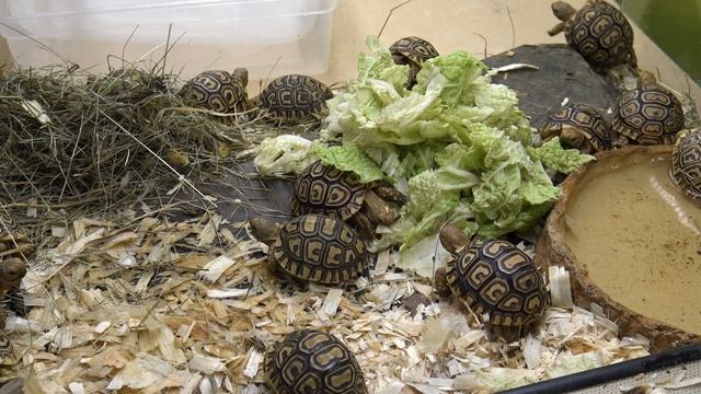 10 Díl JH Animals krmení Želva Pardáli/Stigmochelys pardalis a Tilikva Obrovská/Tiliqua Gigas смотреть онлайн