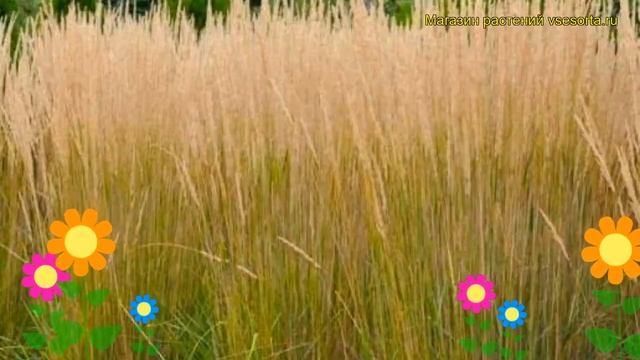 Молиния голубая Карл Форстер. Краткий обзор, описание характеристик molinia caerulea Karl Foerster смотреть онлайн