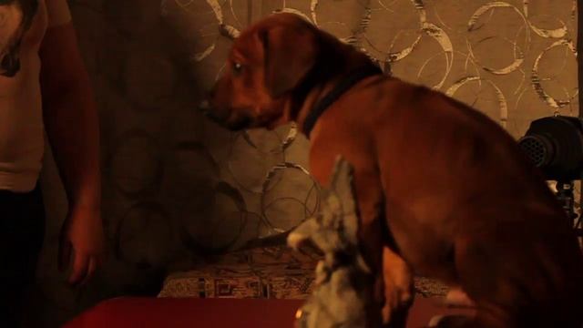 Процес фотосъёмки щенков.