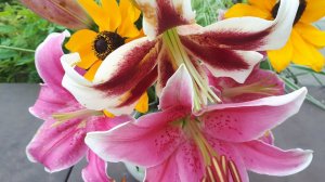 Луковицы восточных лилий сохраняю так.