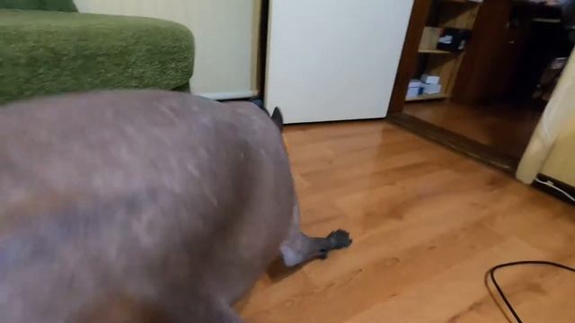 Ксоло и воздушный шарик смотреть онлайн