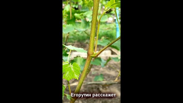 🍇 Что такое на винограде ПАСЫНКОВАЯ почка и ПАСЫНОК. Чем отличаются от ЗИМУЮЩЕГО глазка. смотреть онлайн