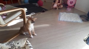 Сиба ину поёт...