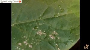 Врага надо знать в лицо. Профилактика и борьба с вредителями на рассаде баклажанов.