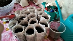 Посев моркови на рассаду для раннего урожая