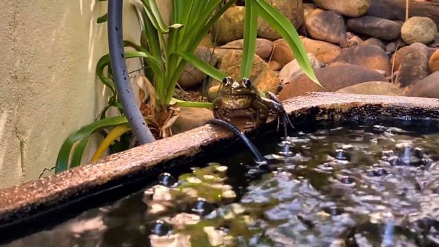 I Am The Frog Whisperer смотреть онлайн