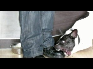 КОРРЕКЦИЯ АГРЕССИВНОГО ПОВЕДЕНИЯ  ВО ВРЕМЯ ЕДЫ.mp4