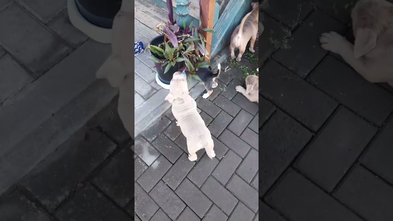 щенки американского булли и бигли. 8-927-277-24-37 питомник Стелла Фиделис #puppy, #собаки, #щенок, смотреть онлайн