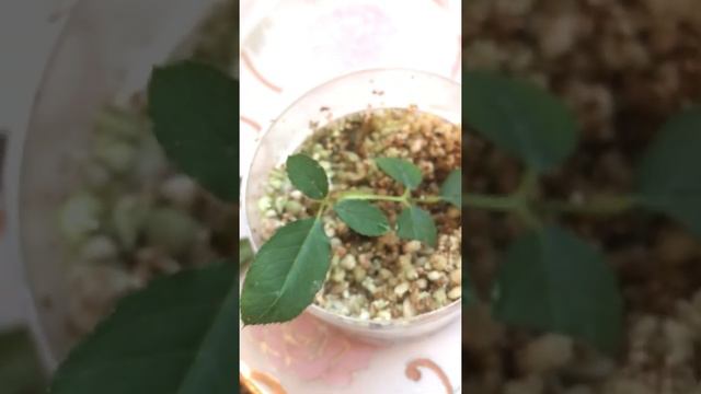 Черенкование пасынков роз, результат! смотреть онлайн