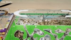 Новый формикарий Ковчег! Заселил в него новых Муравьев! alex boyko