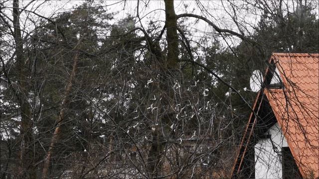 Домашние голуби в городе. Gołębie ozdobne w mieście. смотреть онлайн