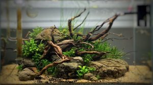 Аквариум для начинающих Аквариумная коряга своими руками Aquarium drift